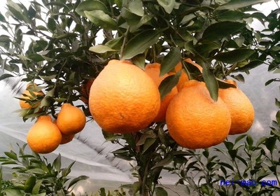 四川不知火柑苗出售,四川不知火柑苗种植技术_供应产品_四川简阳市兴鹭农业开发_中国内贸网